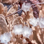 Cactus Flowering in Infrared