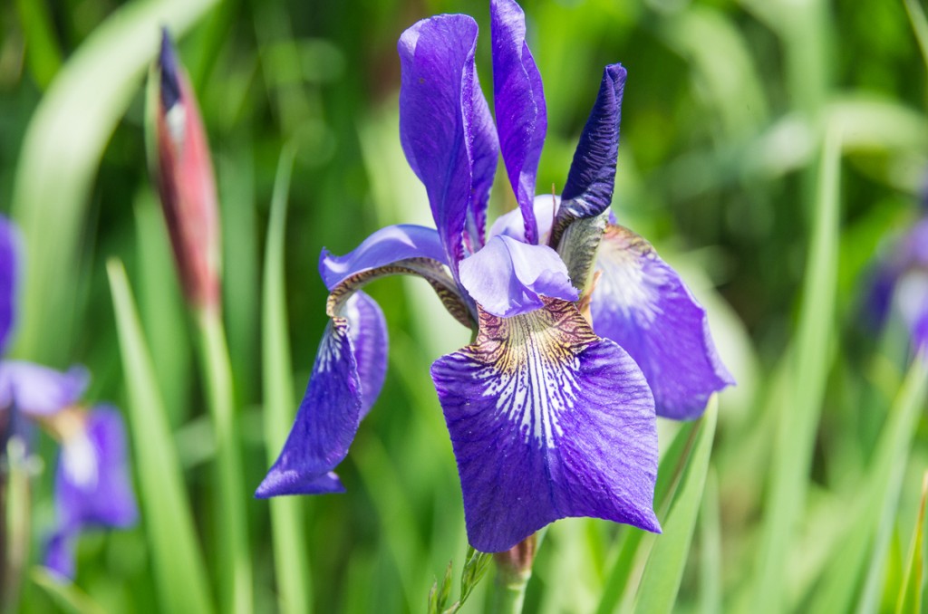 Iris