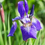 Iris