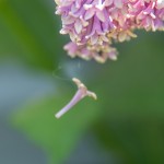 Lilac Caught in a Web