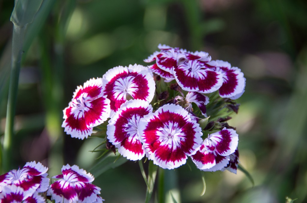 Red & White Wild Flower