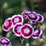 Red & White Wild Flower