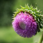 Thistle in Bloom