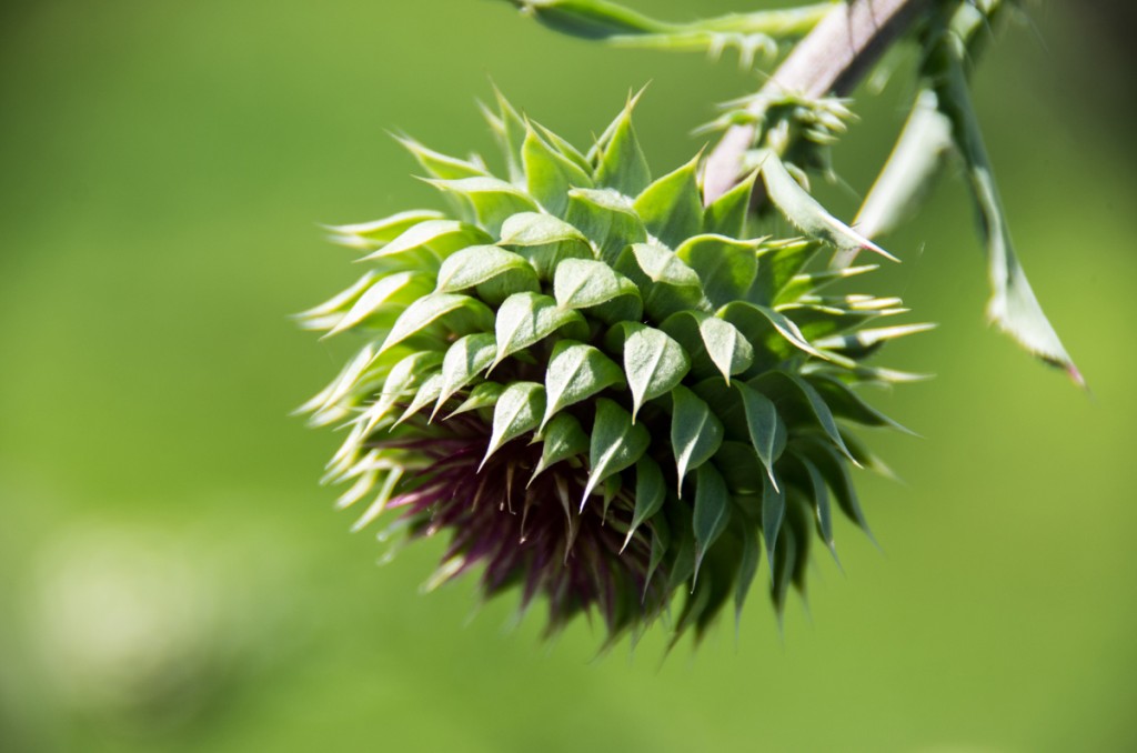 Thistle Opening