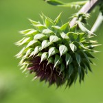 Thistle Opening