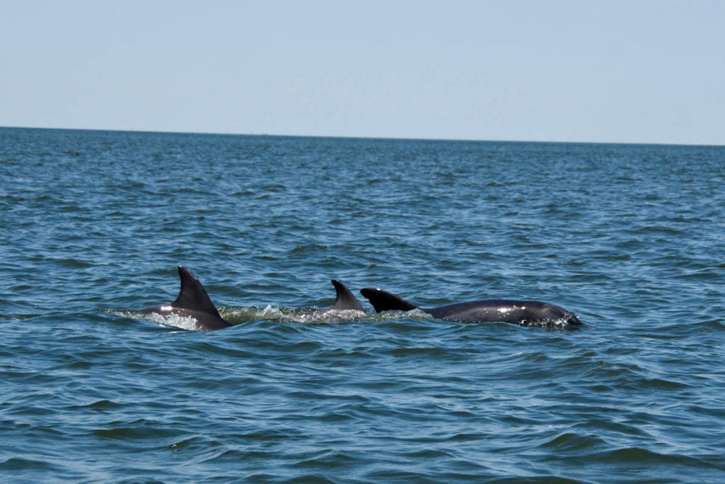 A Family of Bottle-Nosed Dolphins