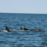 A Family of Bottle-Nosed Dolphins