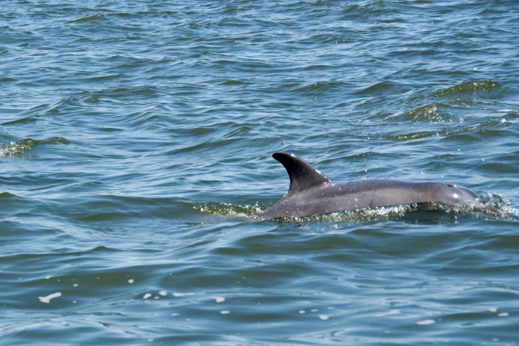 Single Bottle-Nosed Dolphin