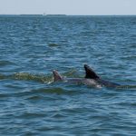 Pair of Bottle-Nosed Dolphins