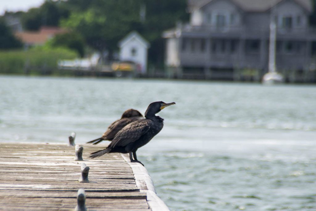 Sunning on the Dock