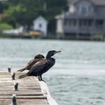 Sunning on the Dock