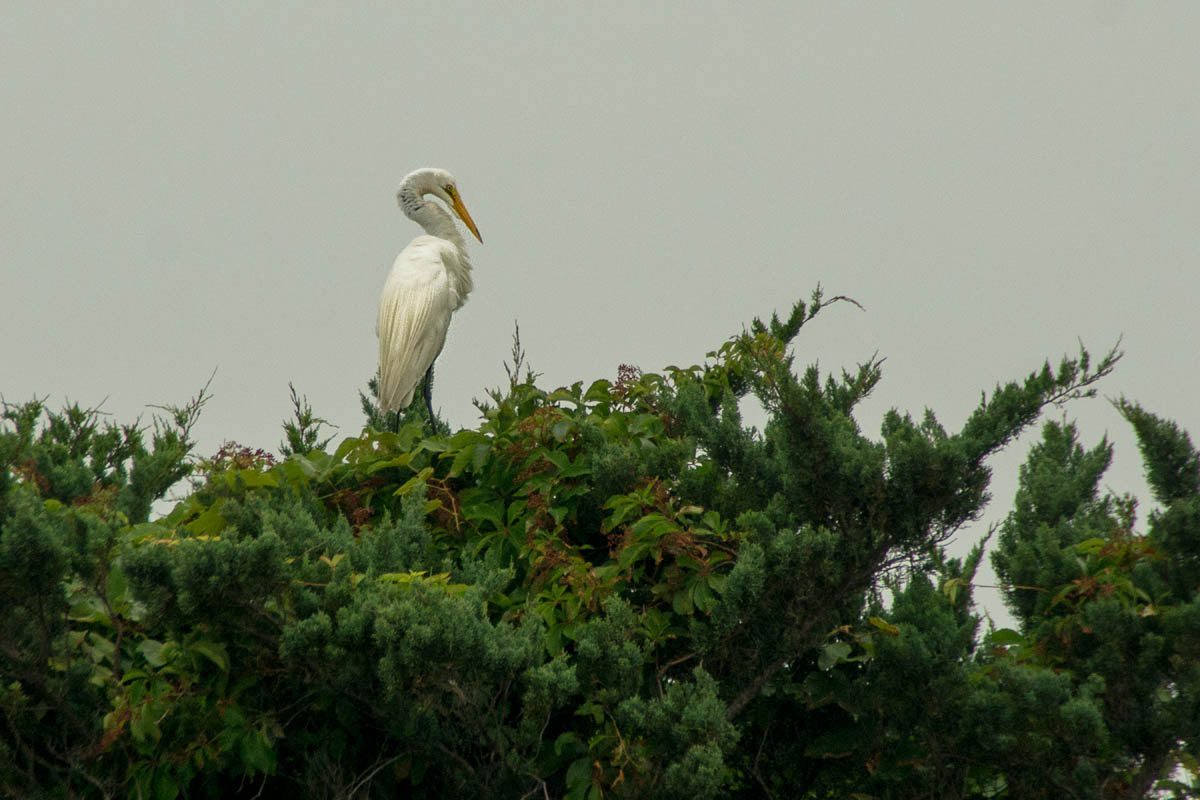 No. 29. Ocracoke Animals