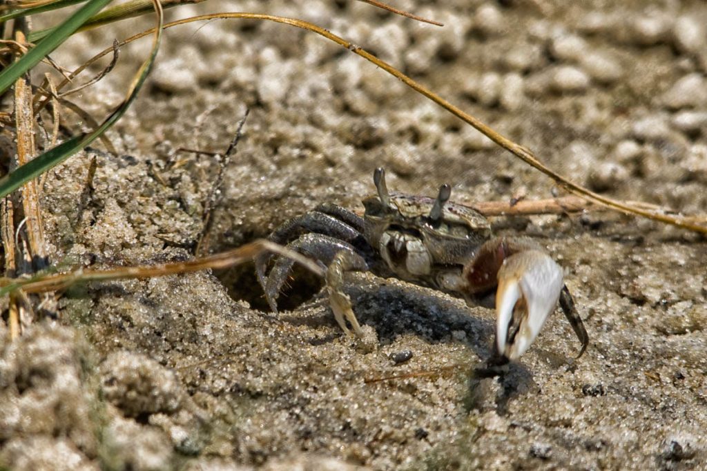 Fiddler Crab