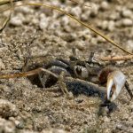 Fiddler Crab