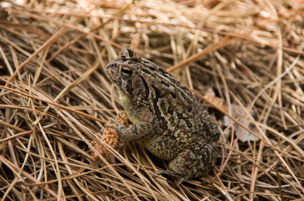 Fowler's Toad