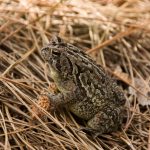 Fowler's Toad