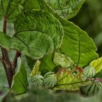 Green Tree Frog