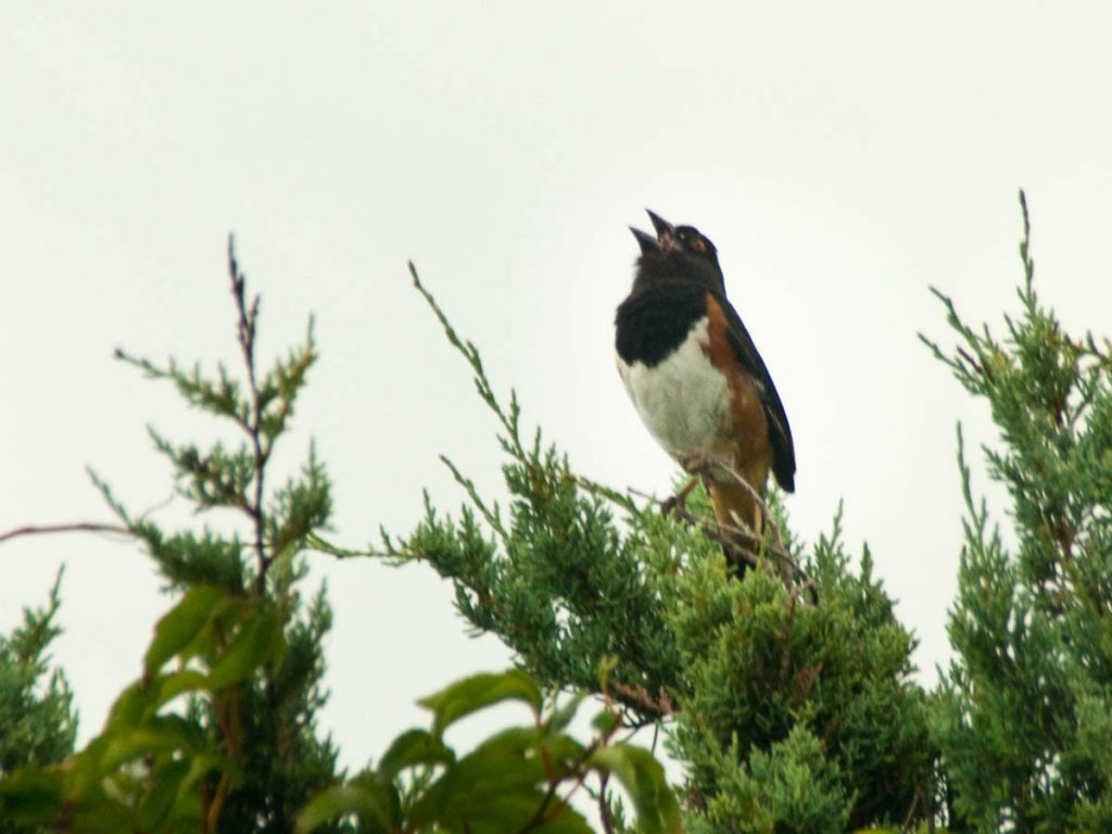 Roufus-Sided Towhee