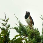 Roufus-Sided Towhee