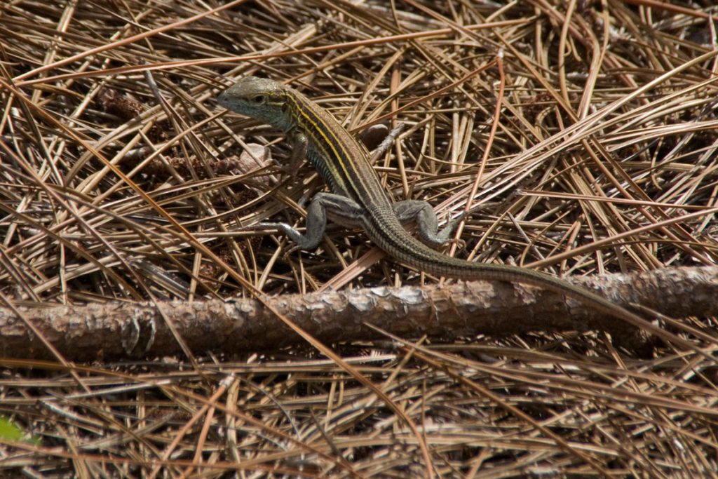 Yellow Stripped Tree Lizard