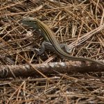 Yellow Stripped Tree Lizard