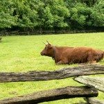 Resting in an Ancient Field