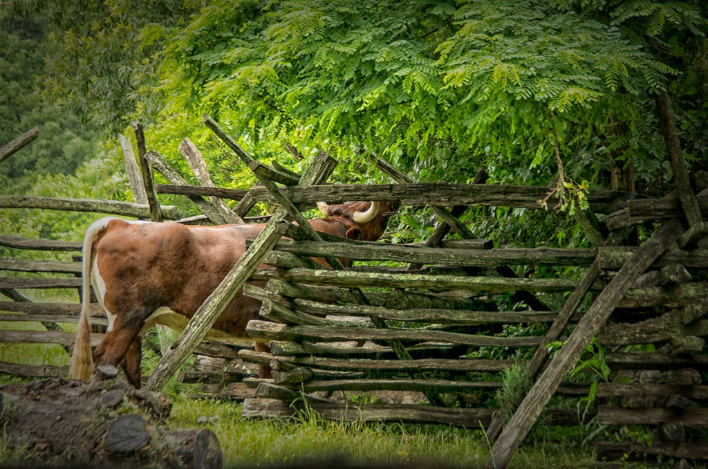 Eating the Foliage