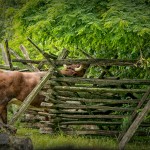 Eating the Foliage