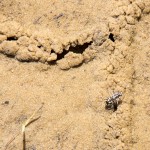 Sand Beetle