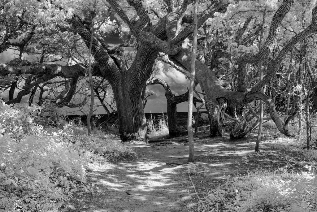 Looking Through Live Oaks