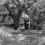 Looking Through Live Oaks