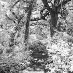 Wooded Path