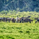 Chincoteague Herd