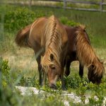 Girls Grazing Together