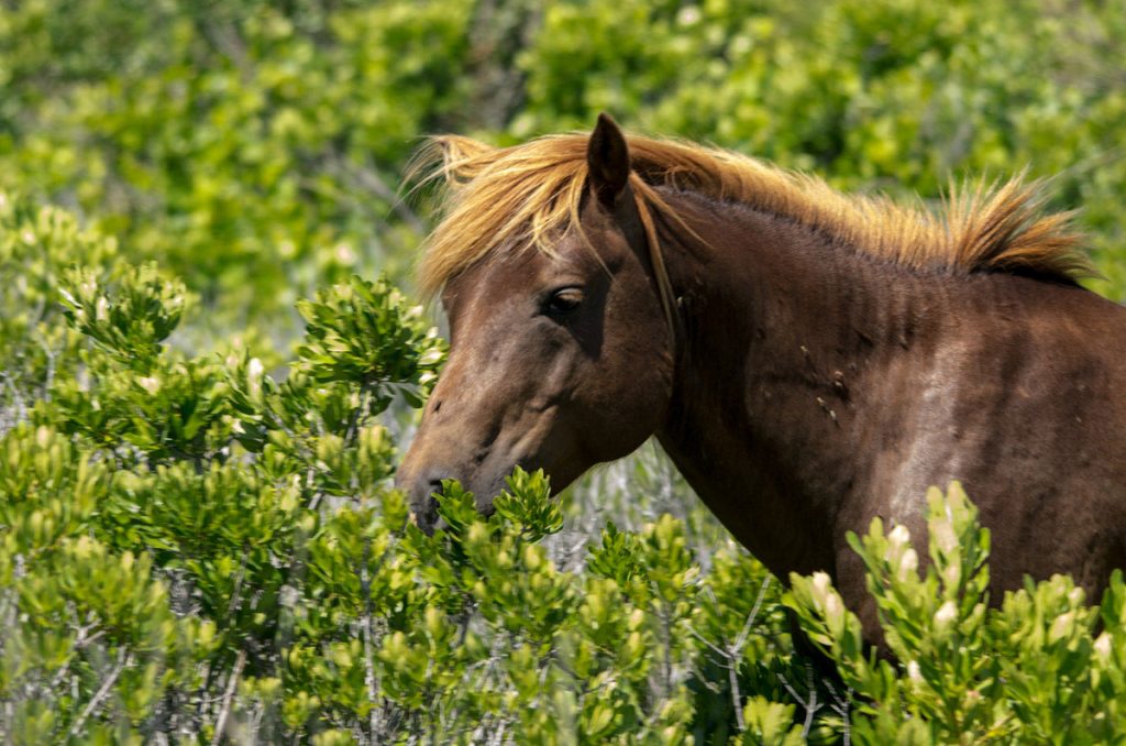 Assateague Mare III