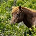 Assateague Mare III