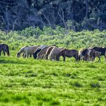 Ponies in a Line