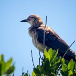 Eastern King Bird