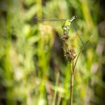 Green Dragonfly