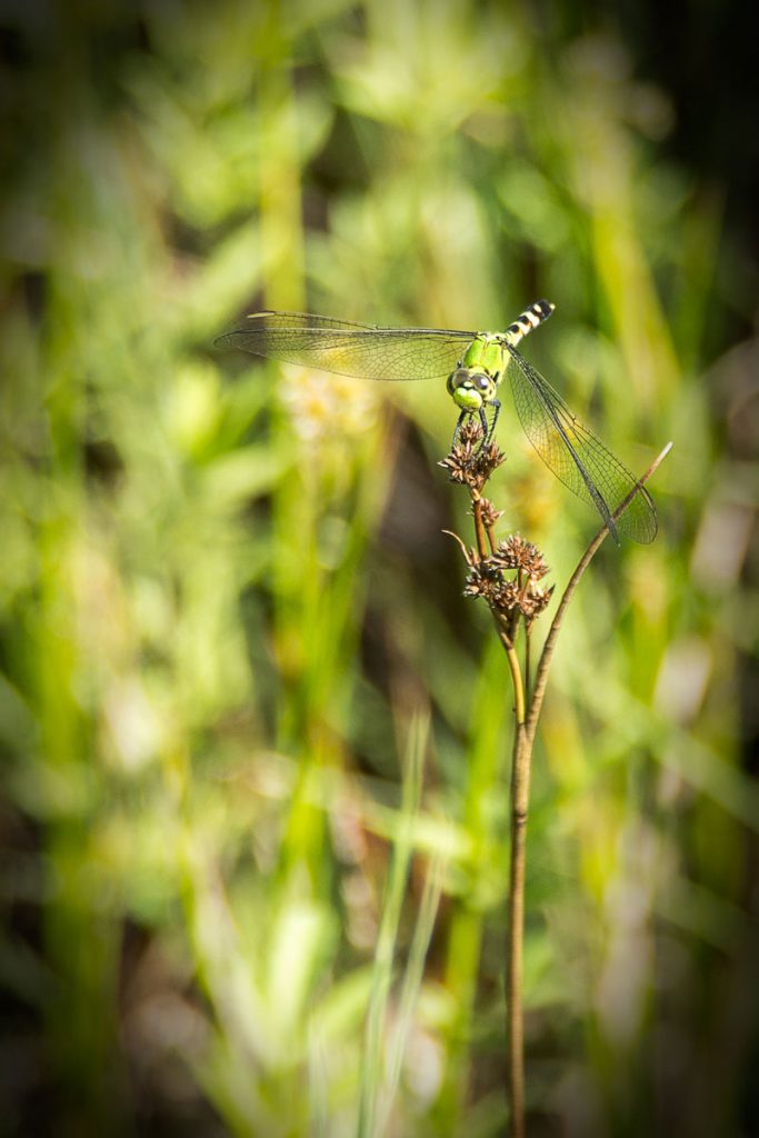 Green Dragonfly