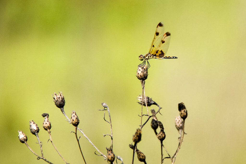 Orange Spotted Dragonfly