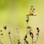 Orange Spotted Dragonfly