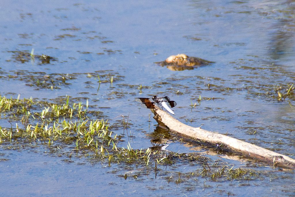 White Tailed Dragonfly on a Log