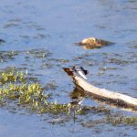 White Tailed Dragonfly on a Log