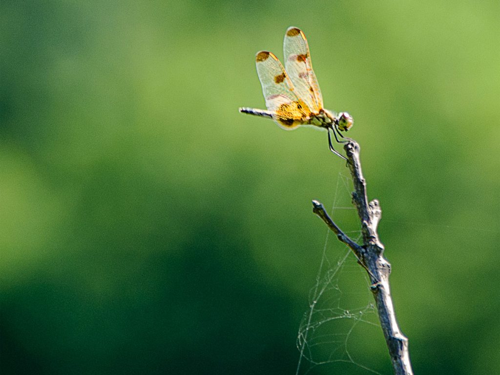 Perched on a Stick with a Spider Web