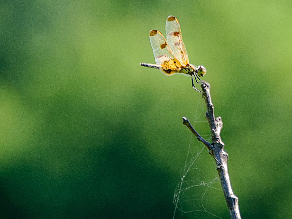 No. 35. Walking with the Dragonflies