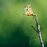 Perched on a Stick with a Spider Web