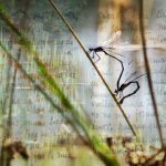 Damsel Flies