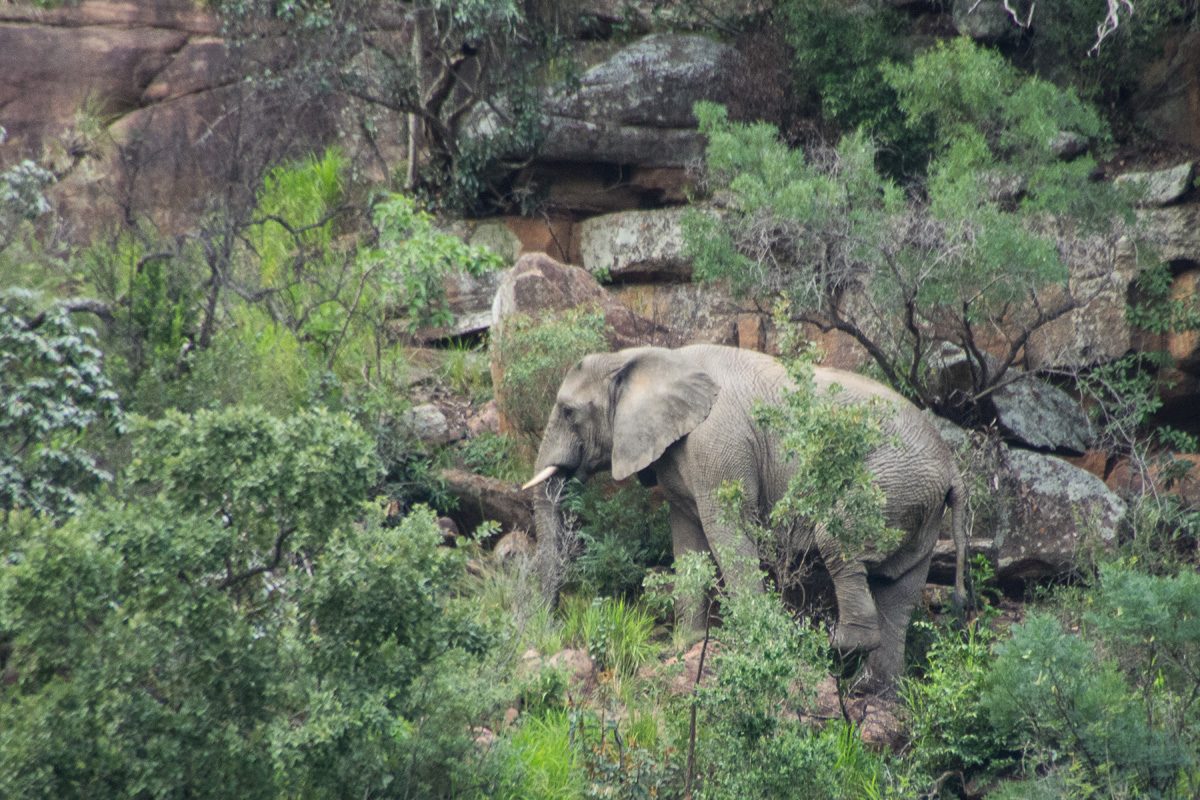 Canyon Climbing Elephant