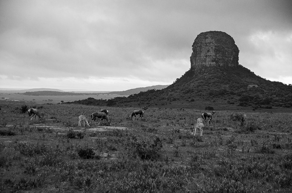 Late Evening at Entabeni Safari Conservancy